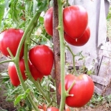 Walfordov čudesni paradajz: recenzije, fotografije, prinos